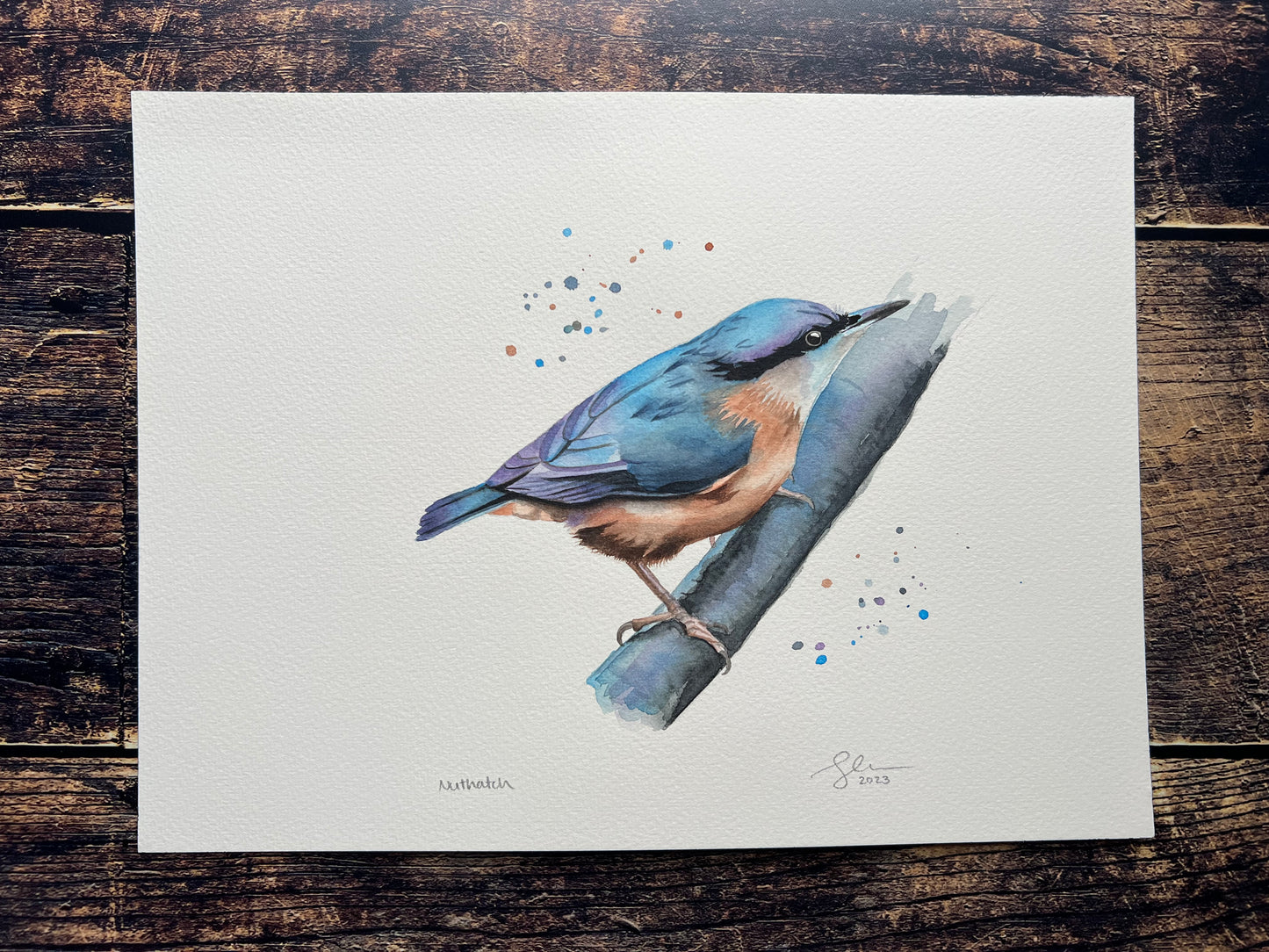 An original watercolour painting of a nuthatch bird