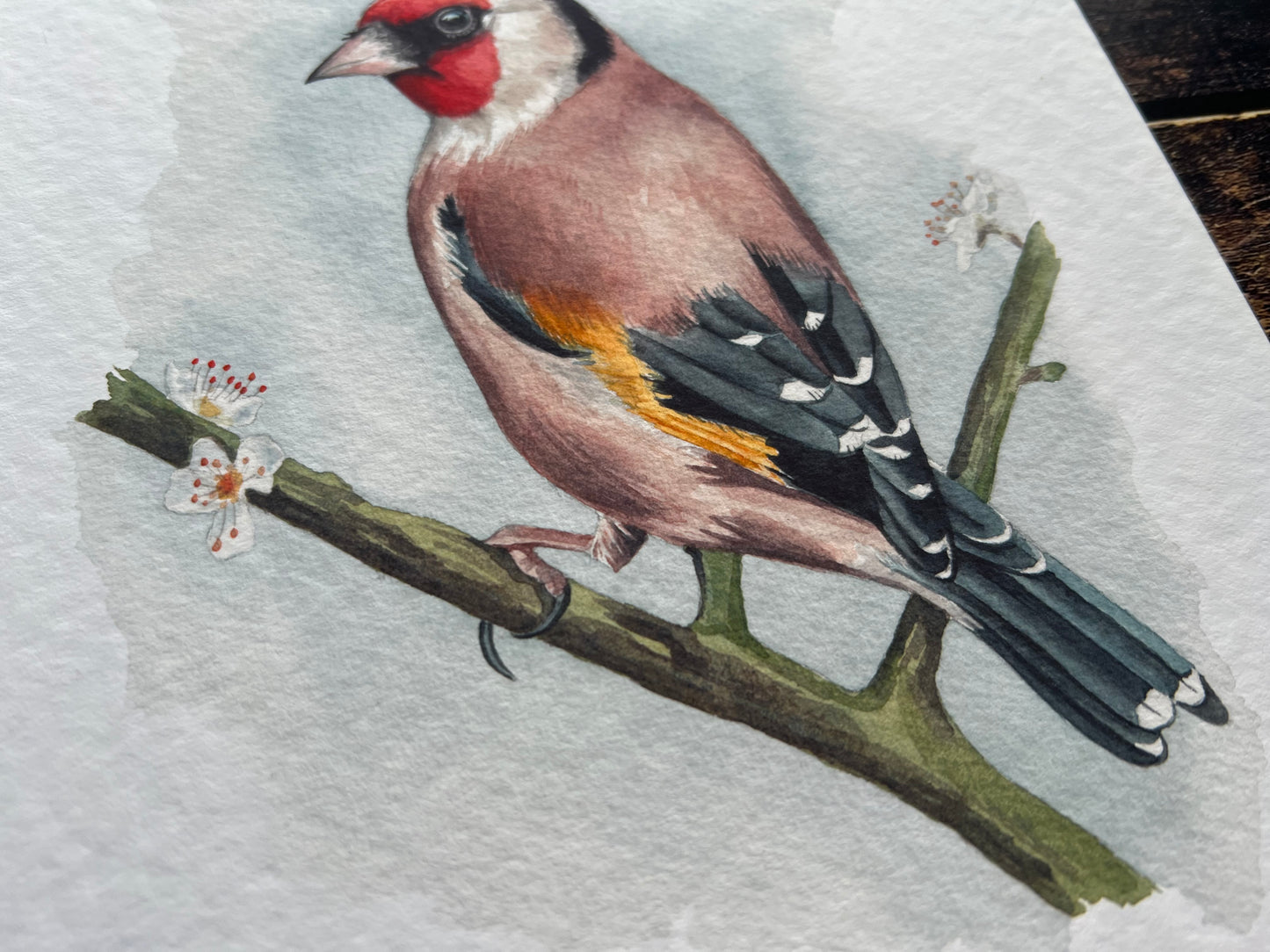 Goldfinch on blossom A4 print