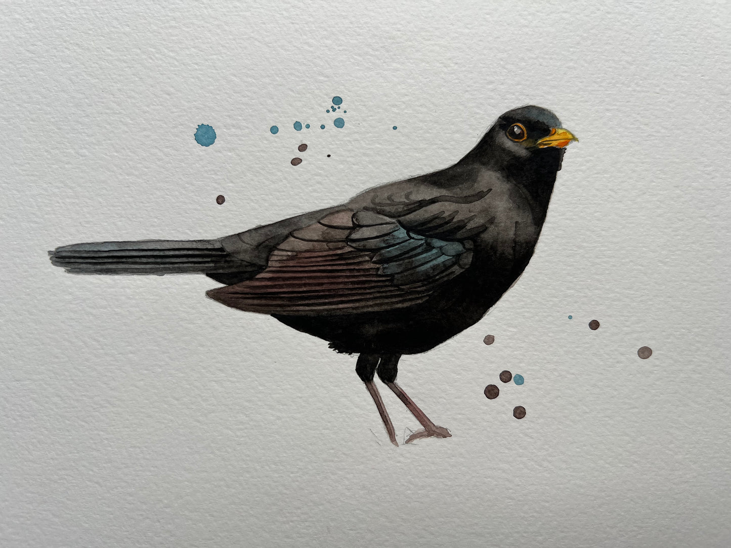 A watercolour painting of a blackbird