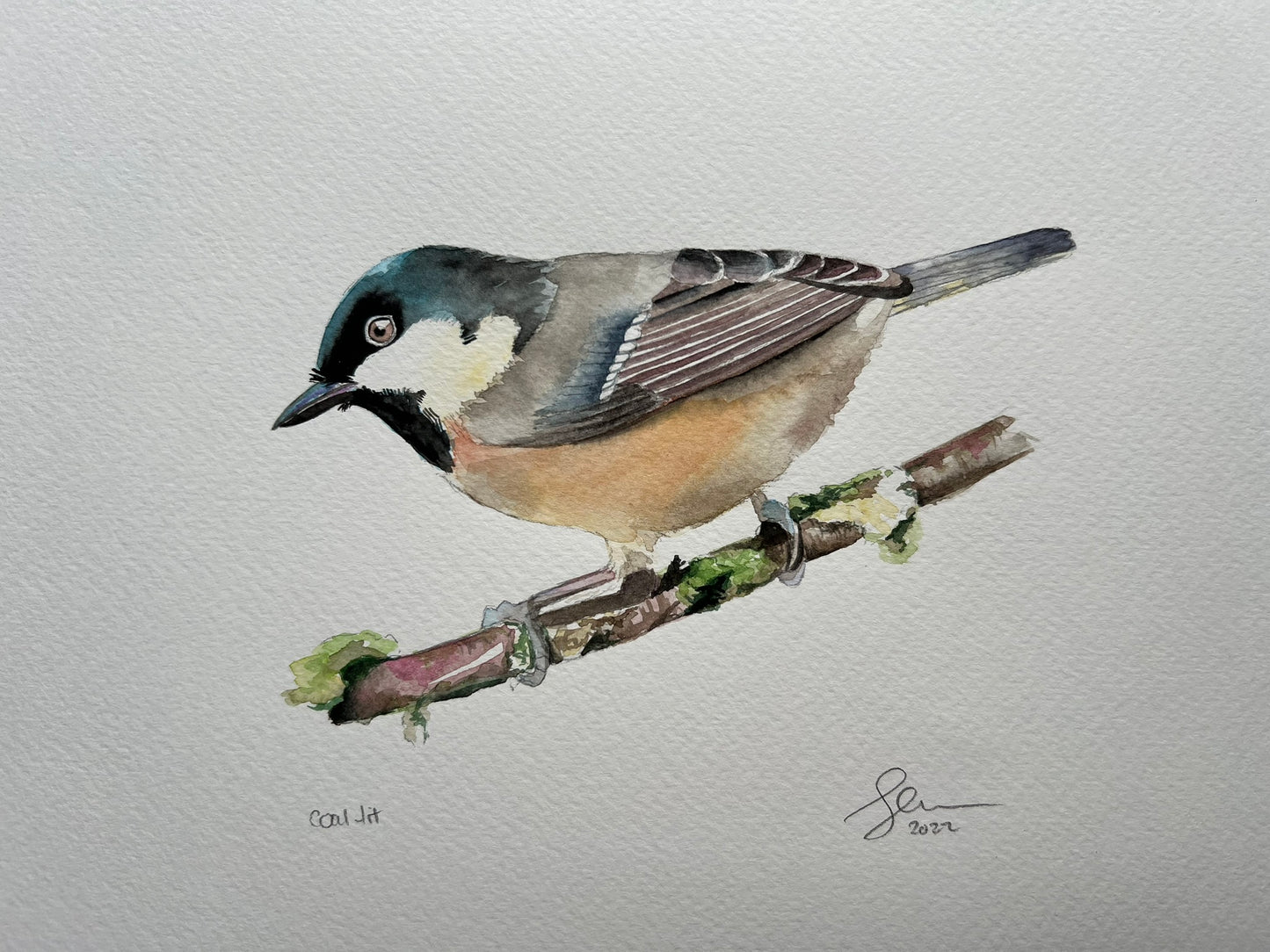 Coal tit A4 watercolour painting
