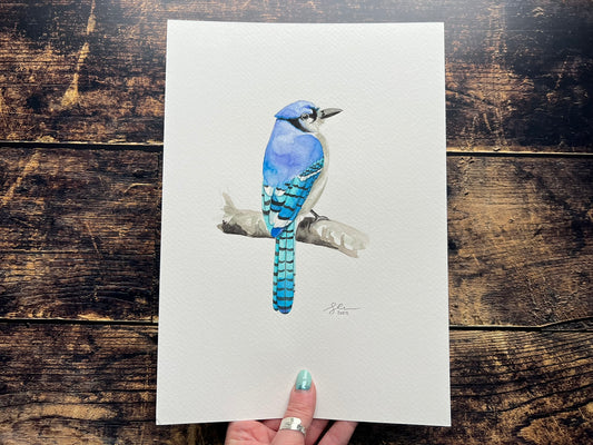 Blue jay A4 watercolour painting