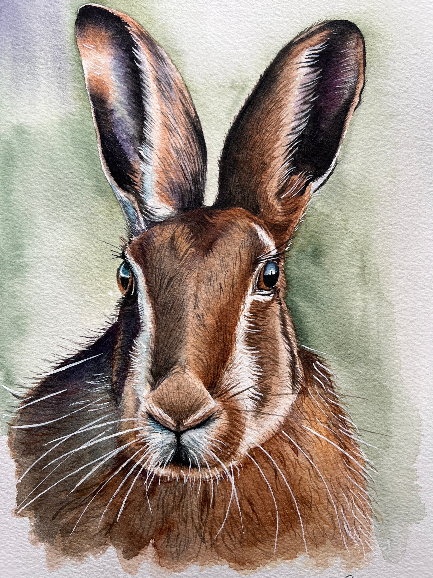 Close-up of a hare with large ears on a textured background