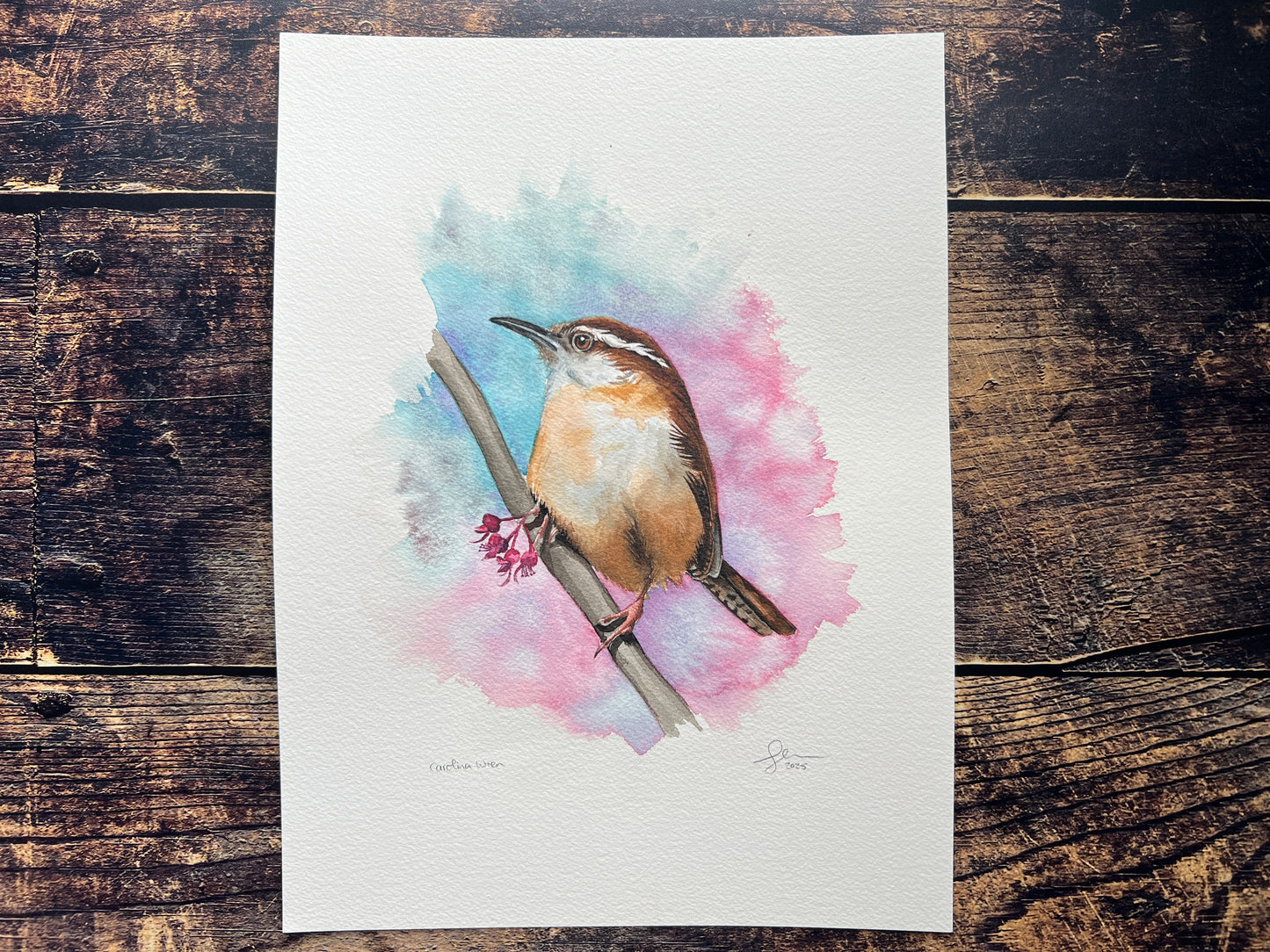 A watercolour painting of a Carolina Wren, perched on a branch with some blossom, surrounded by spring colours of pinks, purples and blue.