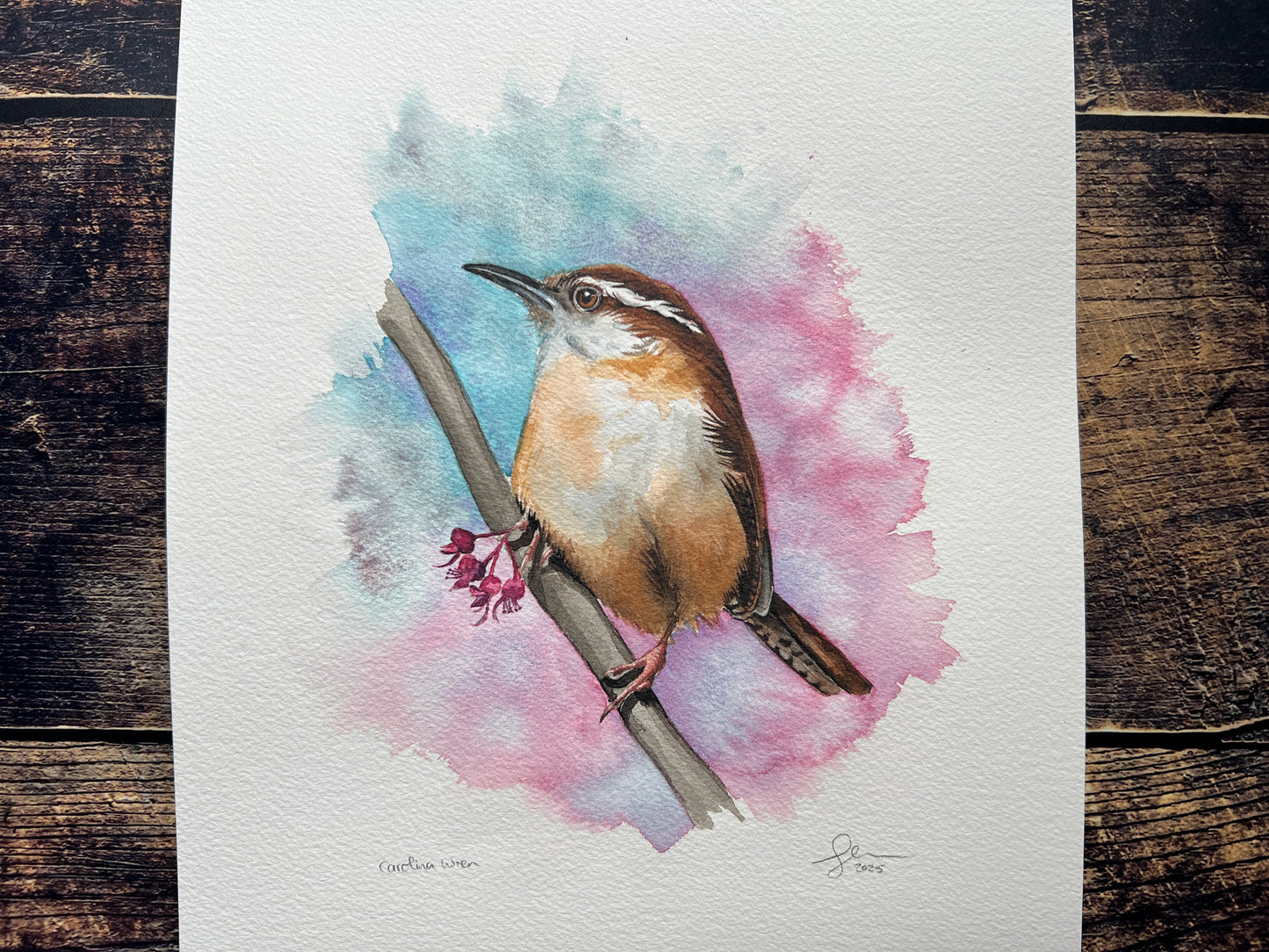 A watercolour painting of a Carolina Wren, perched on a branch with some blossom, surrounded by spring colours of pinks, purples and blue.
