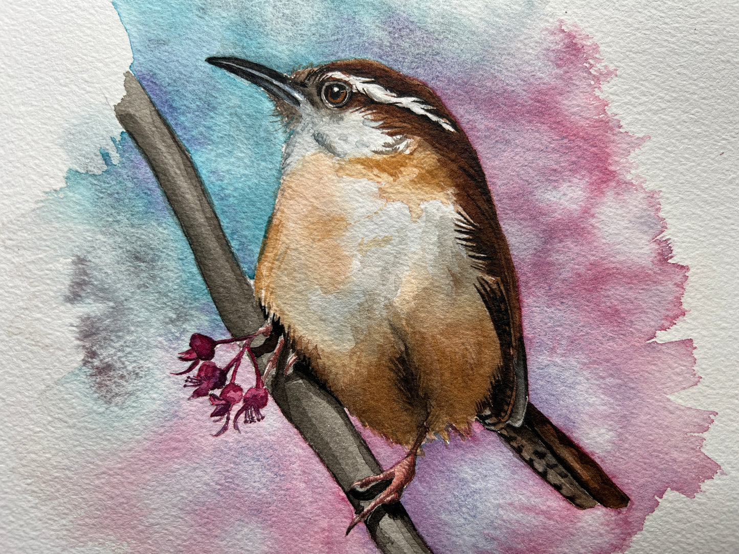 A watercolour painting of a Carolina Wren, perched on a branch with some blossom, surrounded by spring colours of pinks, purples and blue.