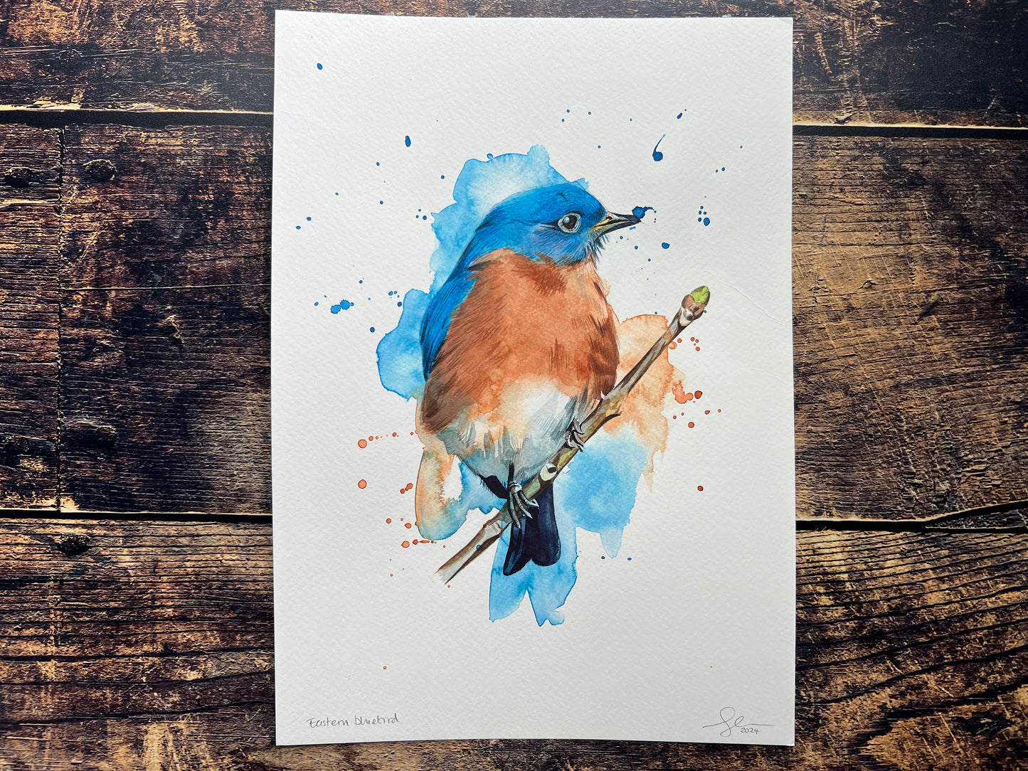 An original watercolour painting of an Eastern Bluebird
