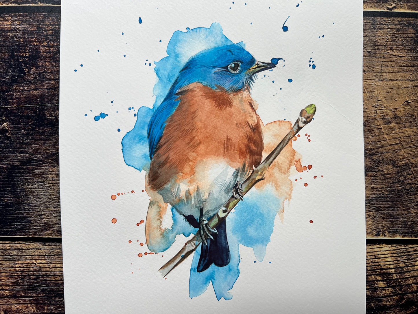 An original watercolour painting of an Eastern Bluebird