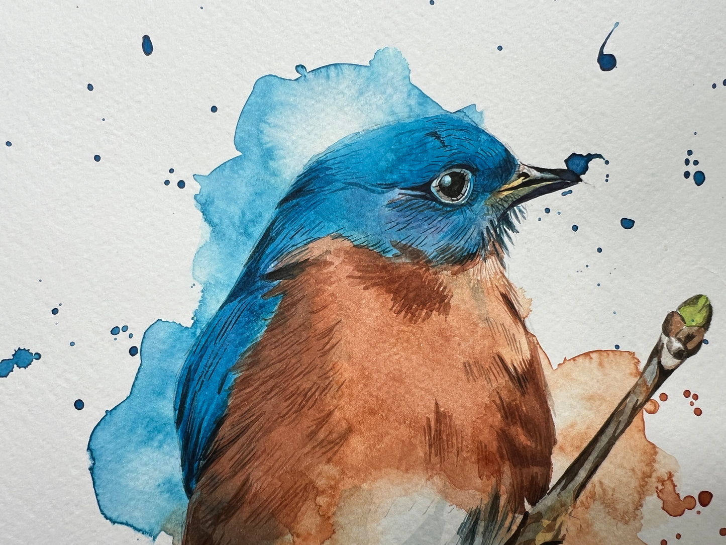 An original watercolour painting of an Eastern Bluebird