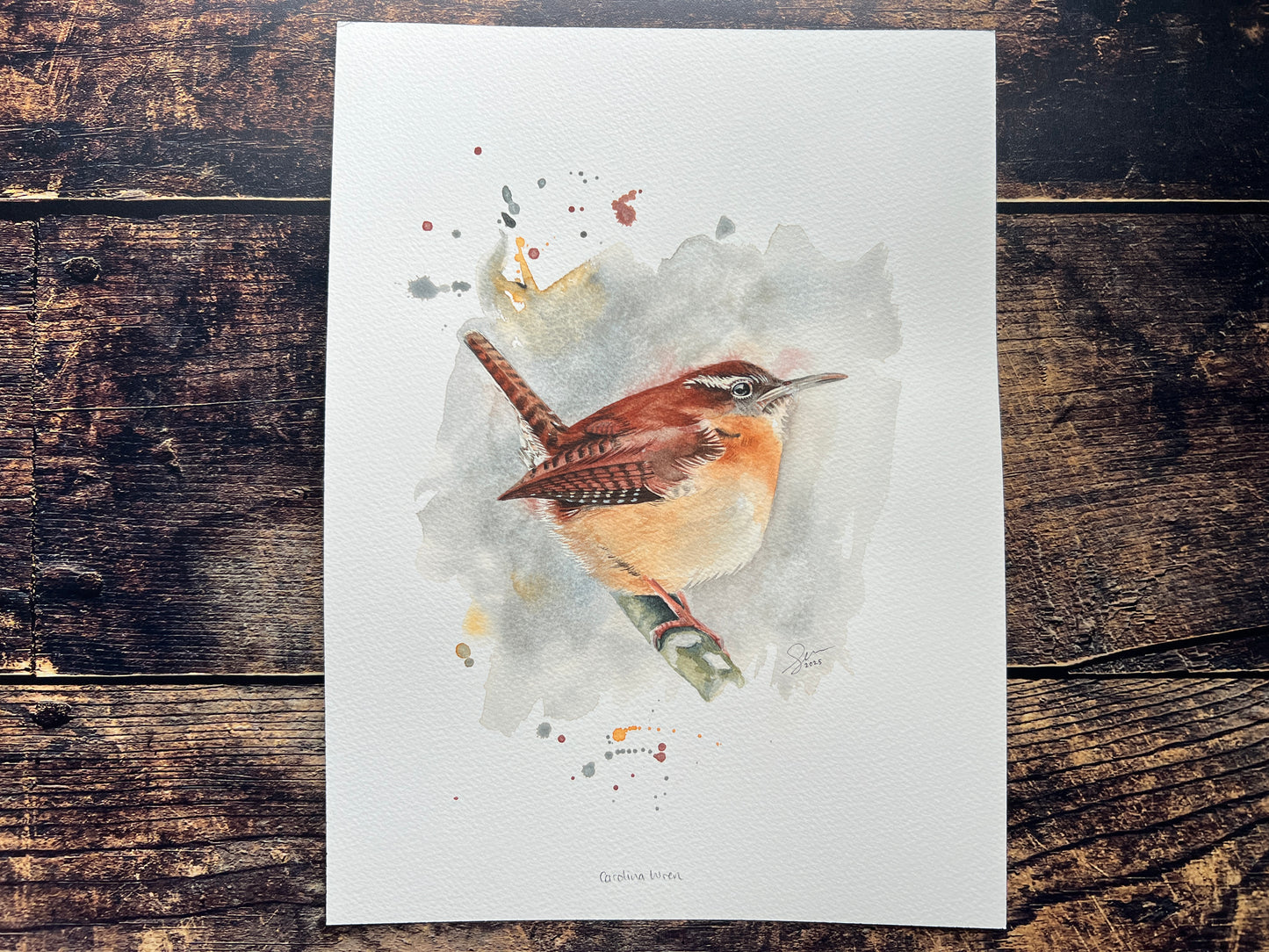 A watercolour painting of a carolina wren, with a cool wintery feel.