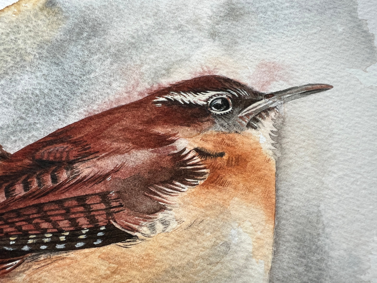 A watercolour painting of a carolina wren, with a cool wintery feel.