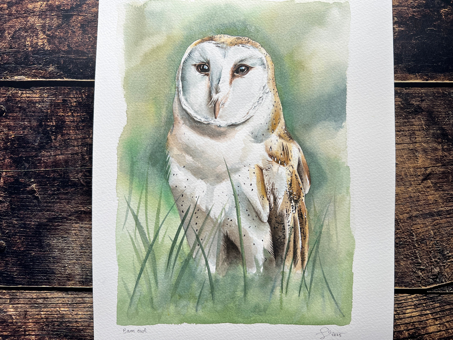 A watercolour painting of a barn owl stood in the grass