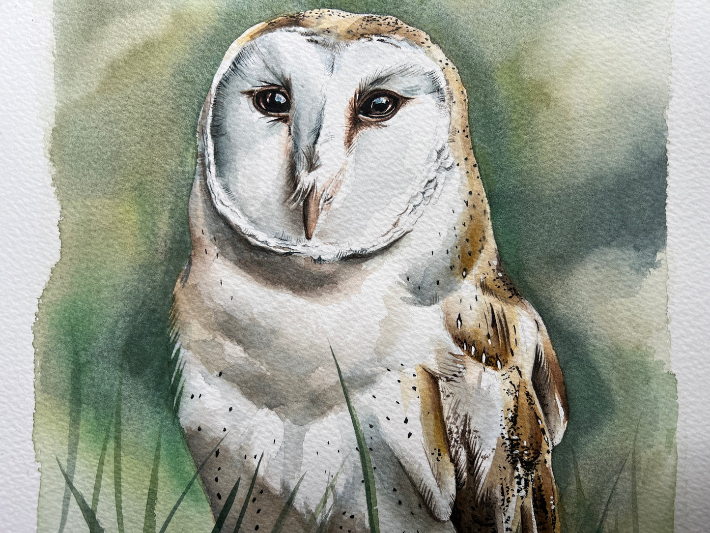 A watercolour painting of a barn owl stood in the grass