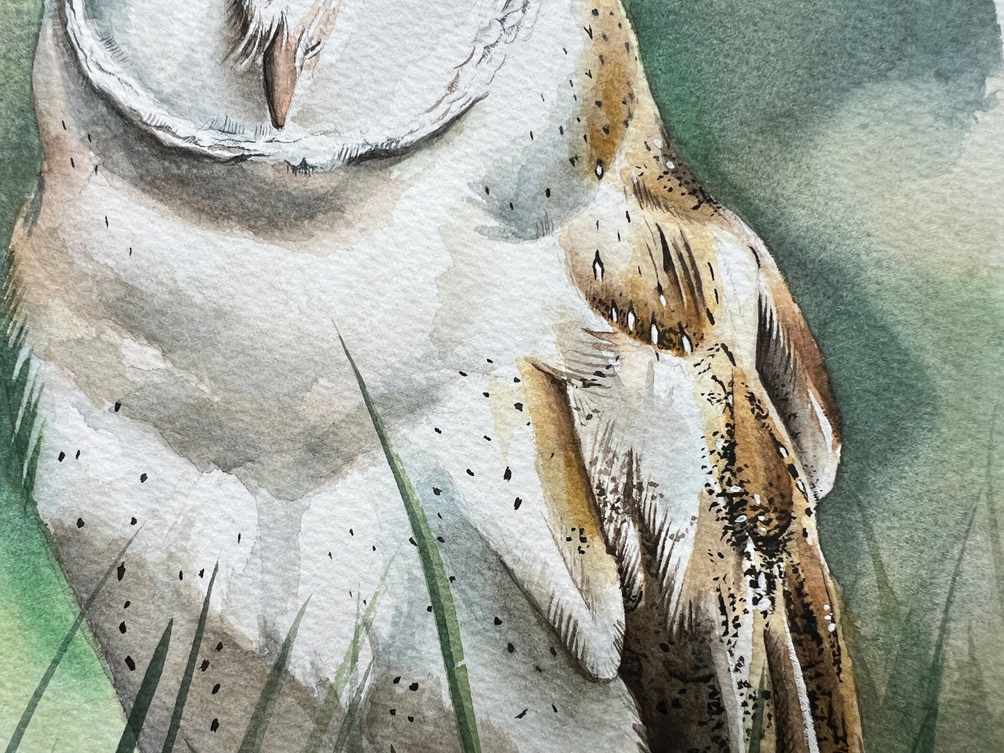 A watercolour painting of a barn owl stood in the grass