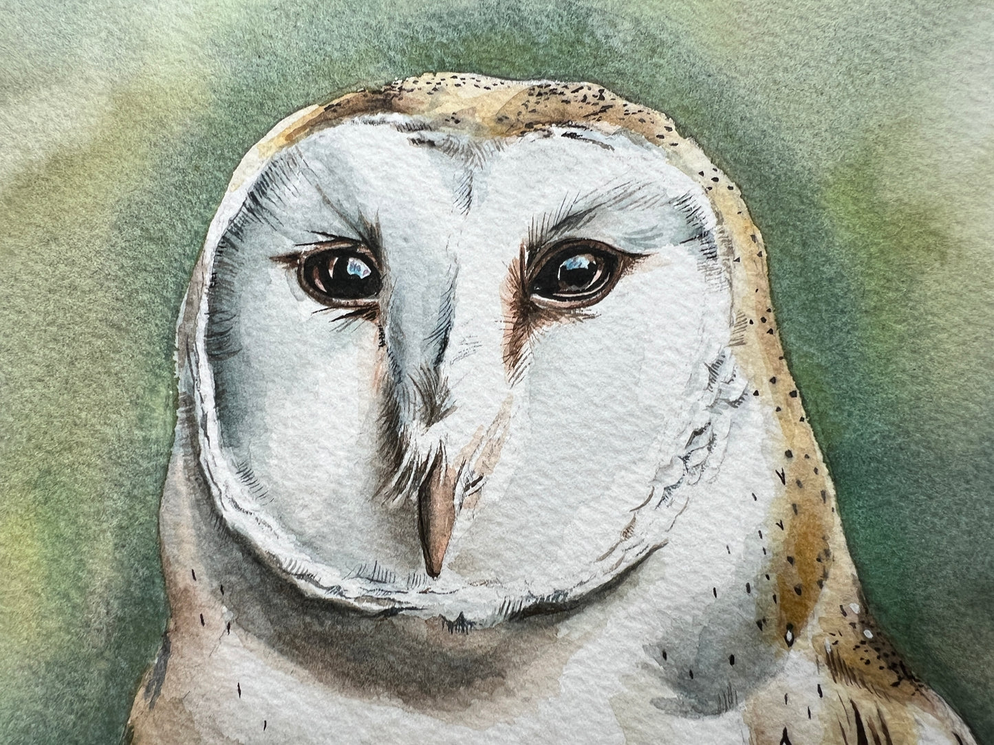 A watercolour painting of a barn owl stood in the grass