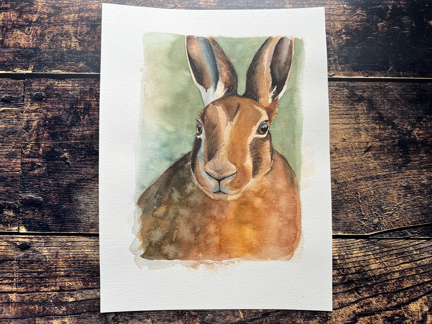 A watercolour study of a hare