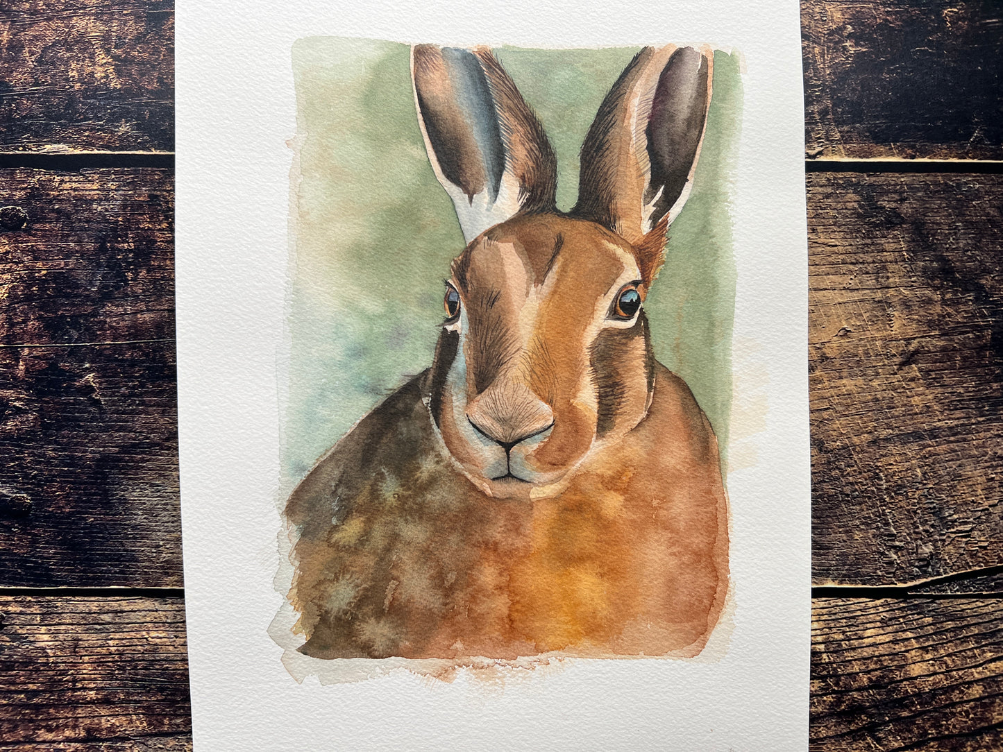 A watercolour study of a hare