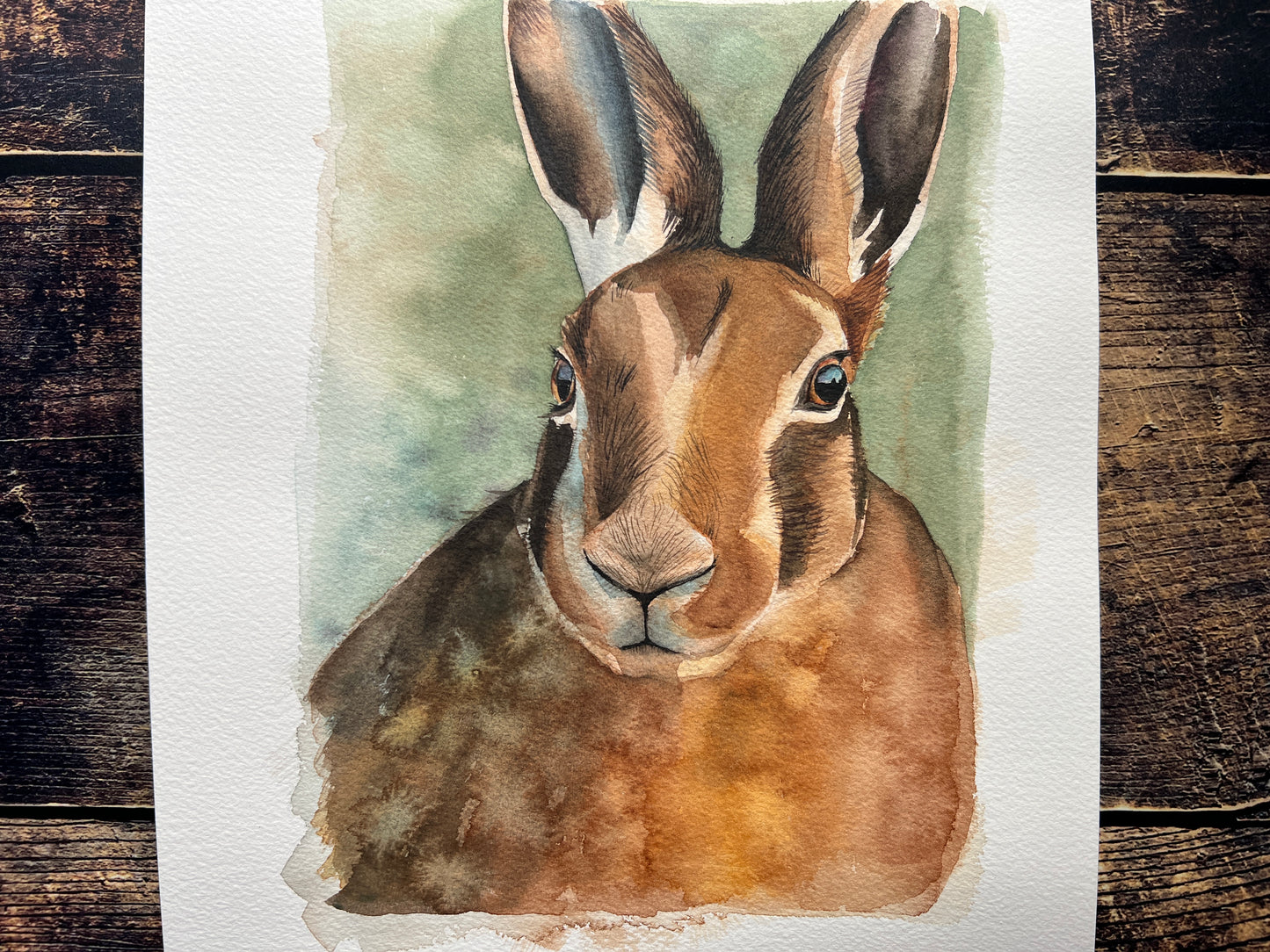 A watercolour study of a hare