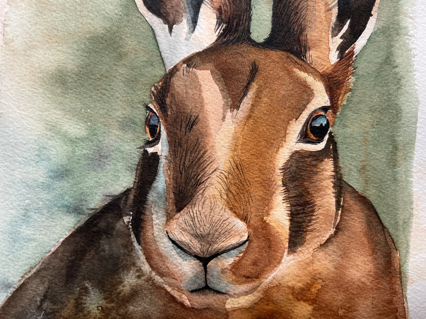 Hare study | original watercolour painting