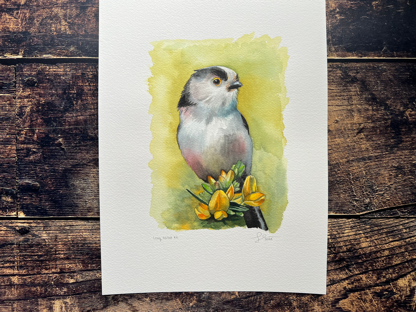 A watercolour painting of a long-tailed tit, with a yellowey green background