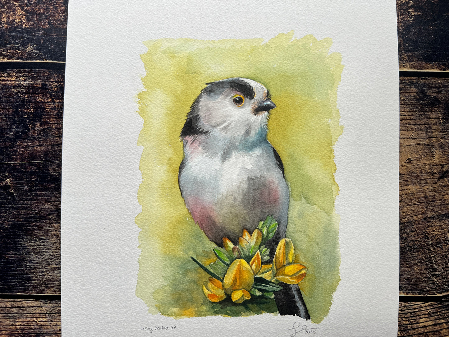 A watercolour painting of a long-tailed tit, with a yellowey green background