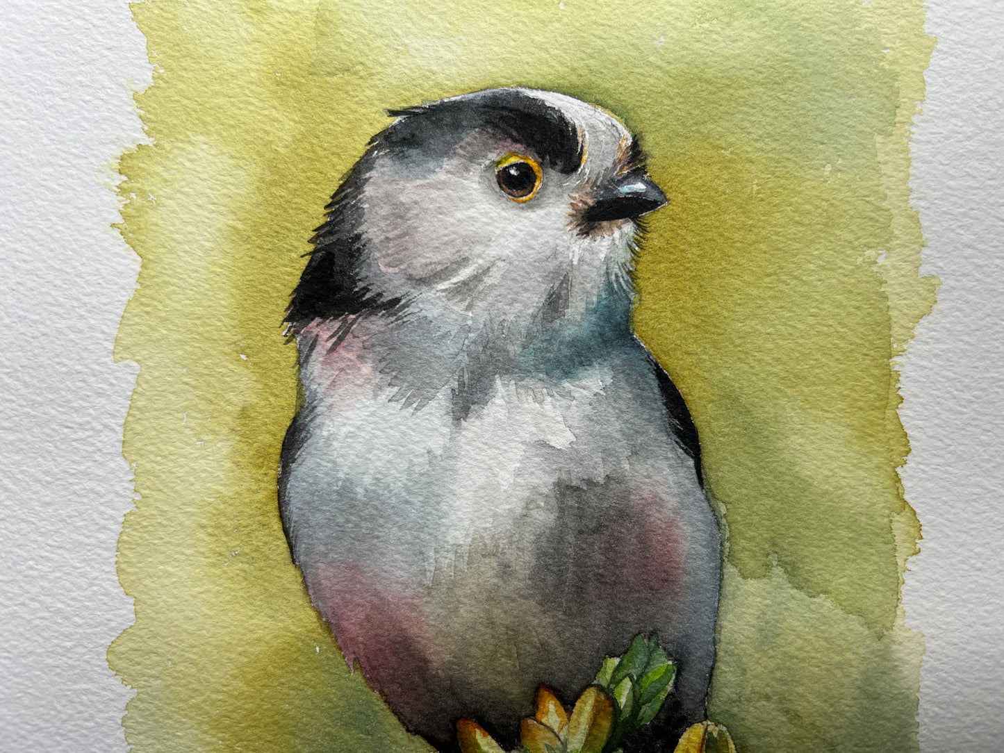 A watercolour painting of a long-tailed tit, with a yellowey green background