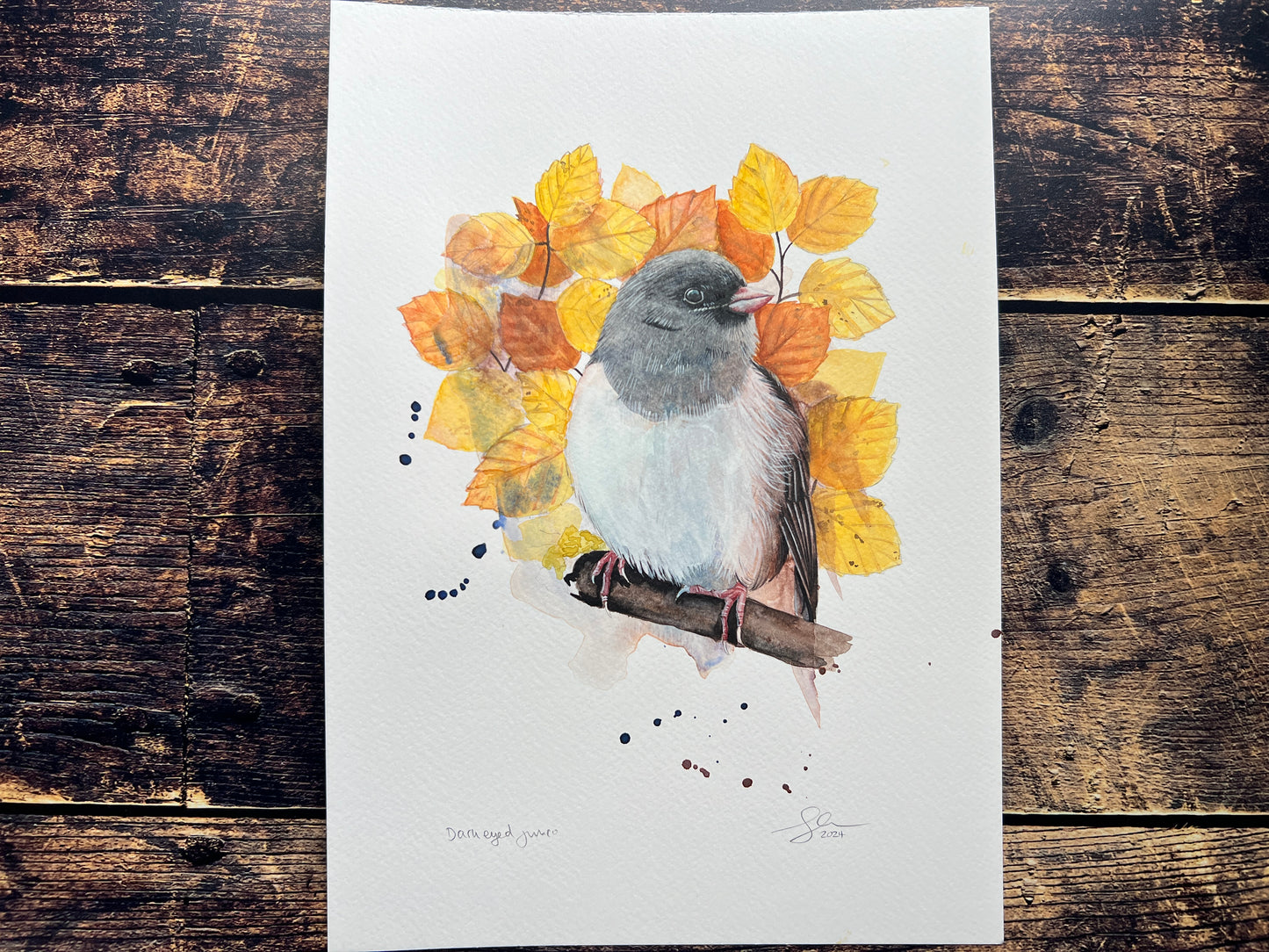 A watercolour painting of a dark-eyed junco, surrounded by a bloom of Autumn leaves