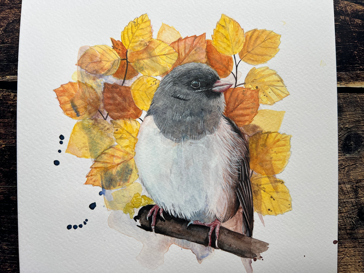 A watercolour painting of a dark-eyed junco, surrounded by a bloom of Autumn leaves