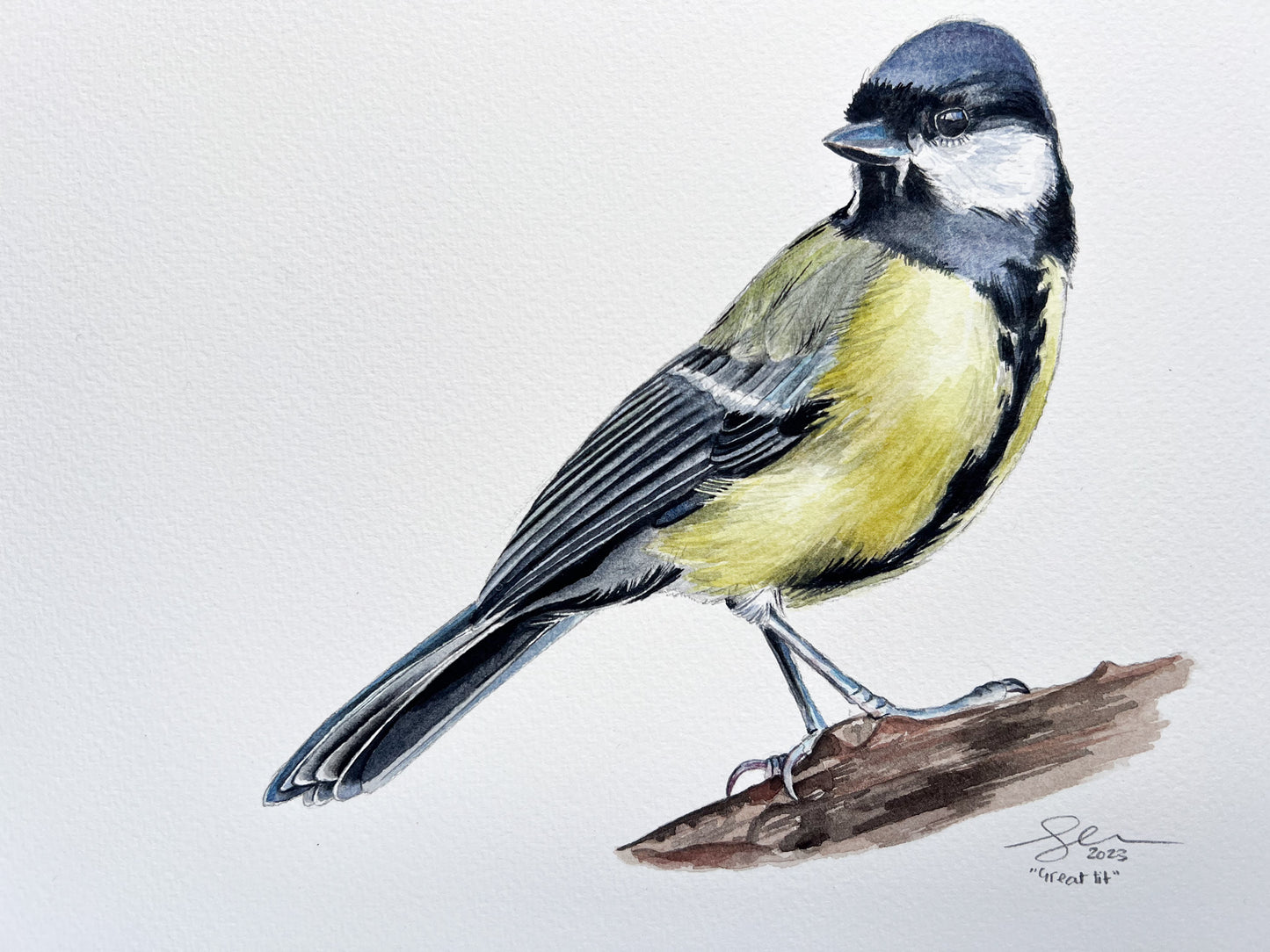 An original watercolour painting of a great tit