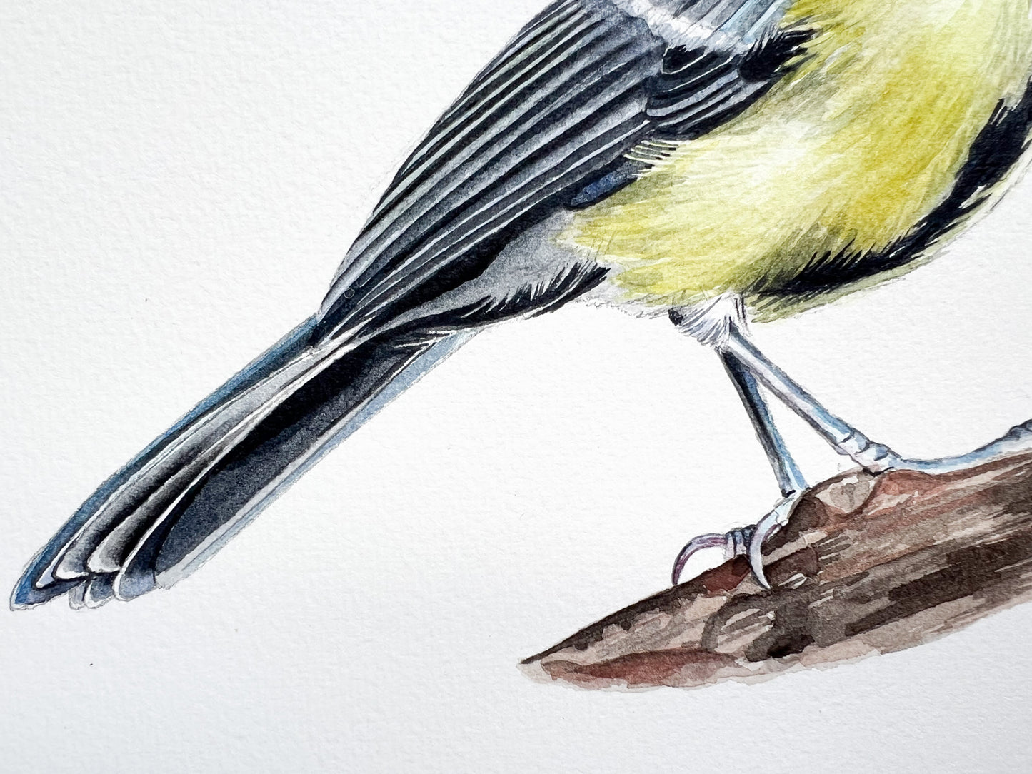 An original watercolour painting of a great tit