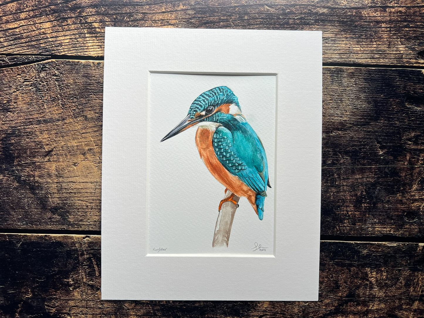 Kingfisher 2024