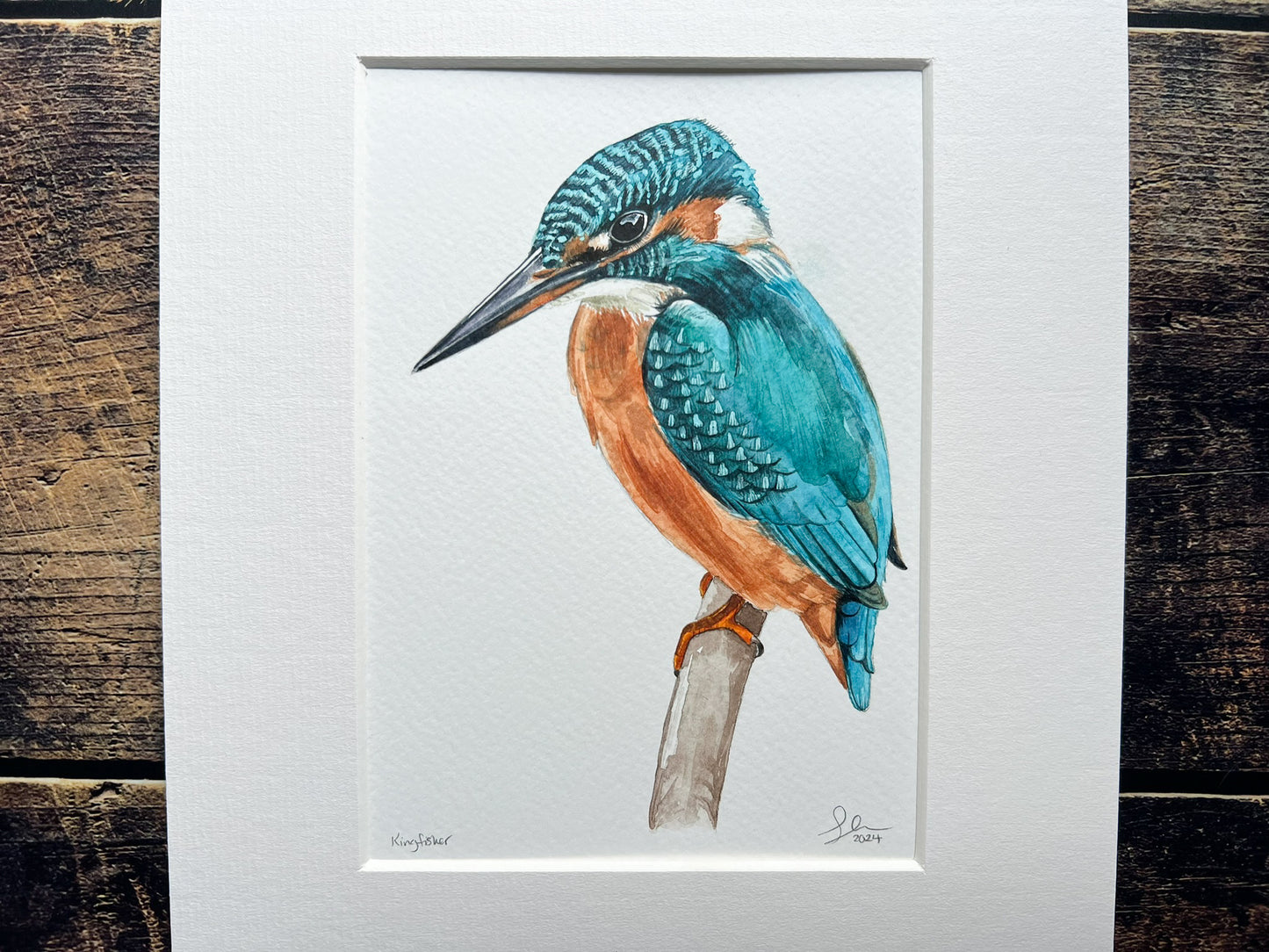 Kingfisher 2024