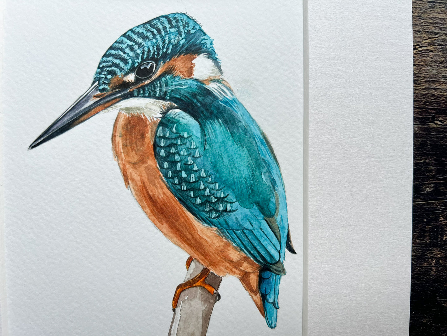 Kingfisher 2024