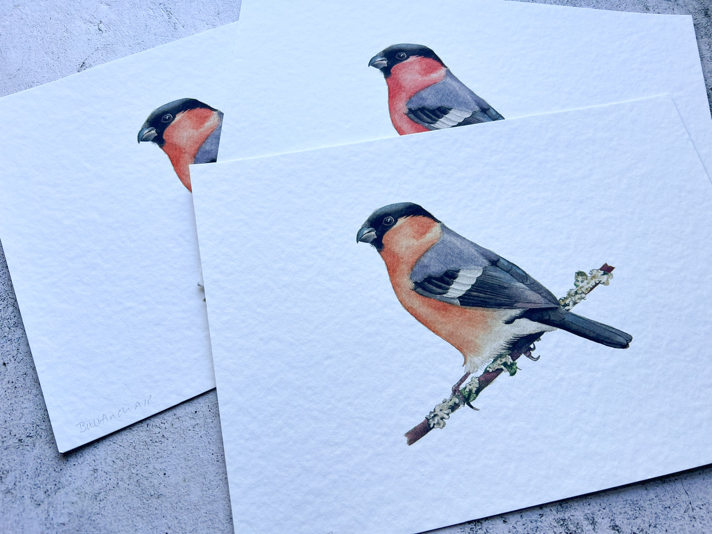 Bullfinch art prints - A4 - SALE