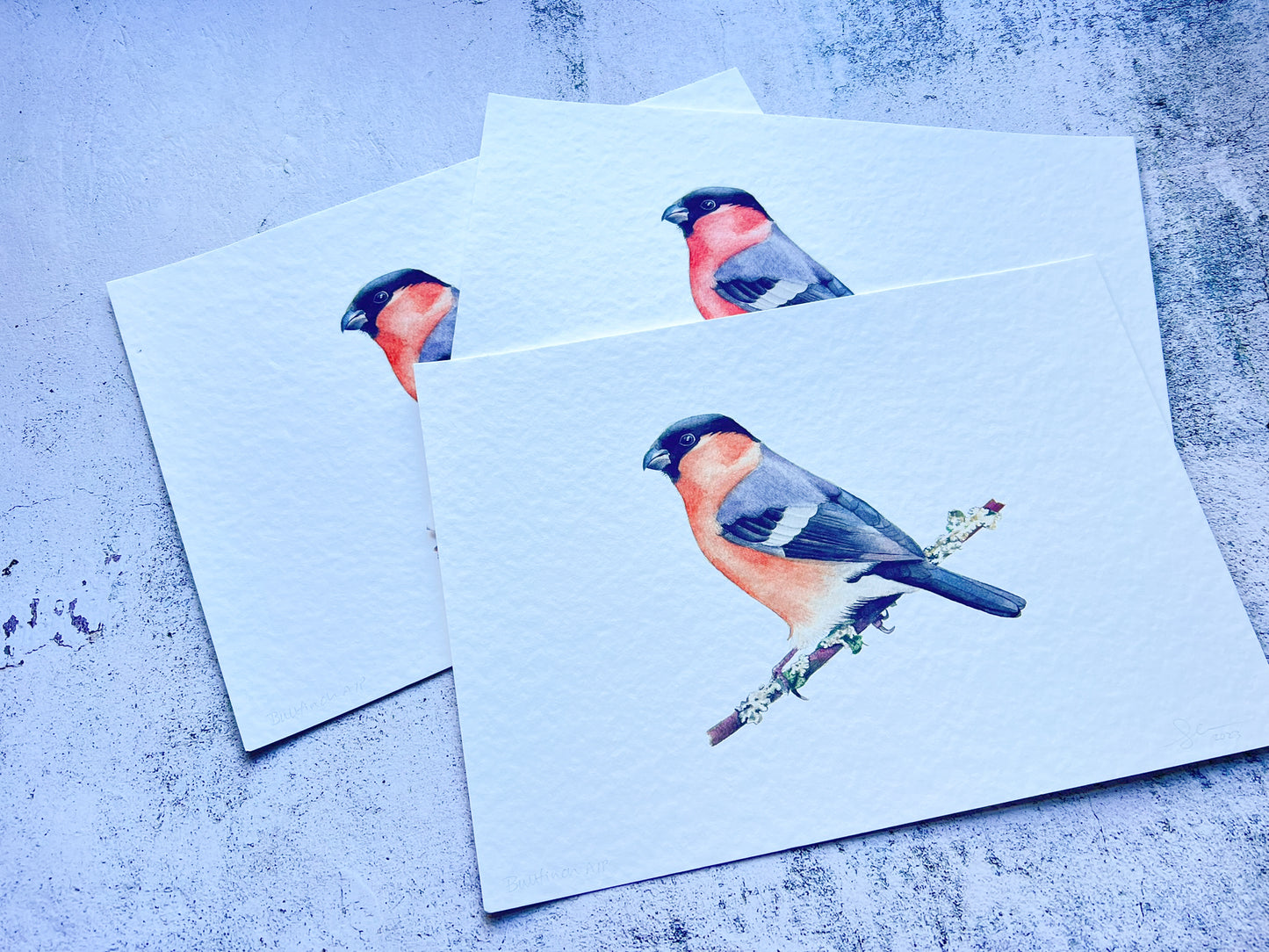 Bullfinch art prints - A4 - SALE