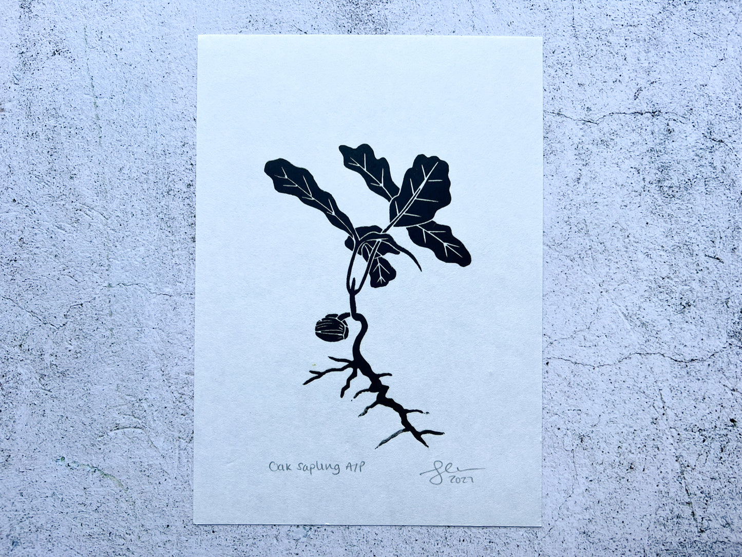 Oak tree sapling artists proof A5 print - SALE