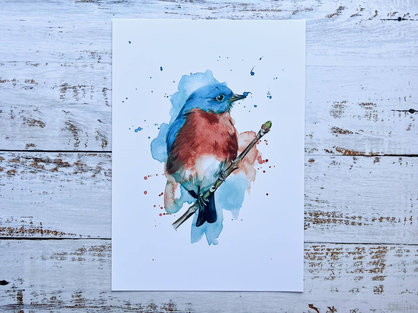 This is a watercolour print of an eastern bluebird, painted in watercolours in an expressive style, complete with watercolour splashes.