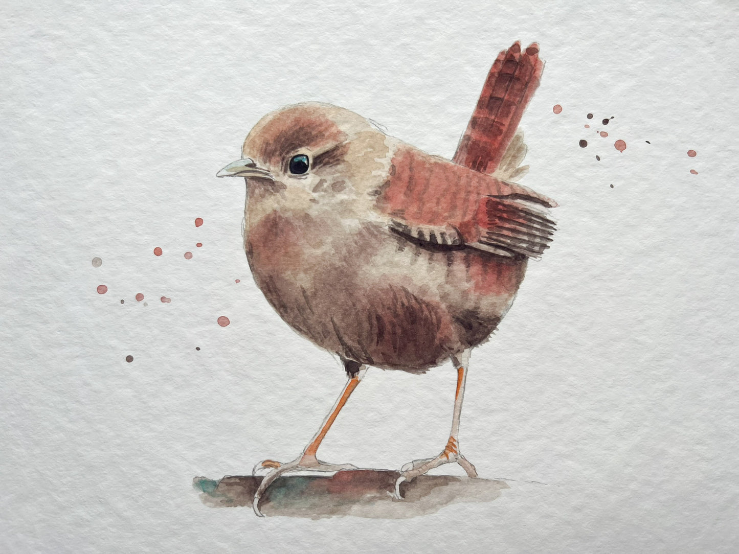 A watercolour print of a British Wren