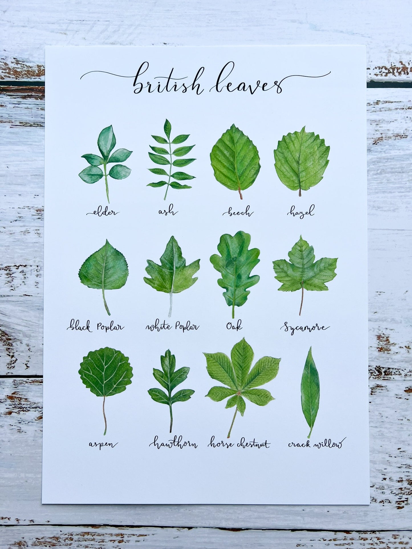 An A4 watercolour print of 12 leaves found on British trees, the name of each leaf is underneath each one