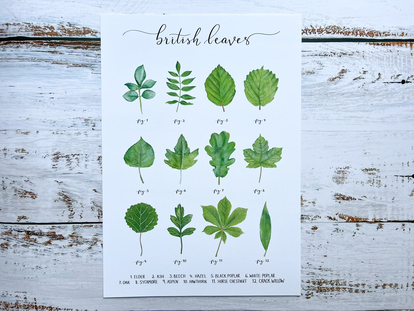 An A4 watercolour print of 12 leaves found on British trees, the name of each leaf is at the bottom