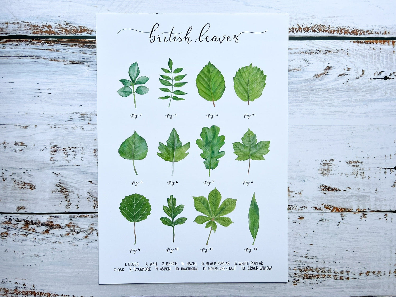 An A4 watercolour print of 12 leaves found on British trees, the name of each leaf is at the bottom