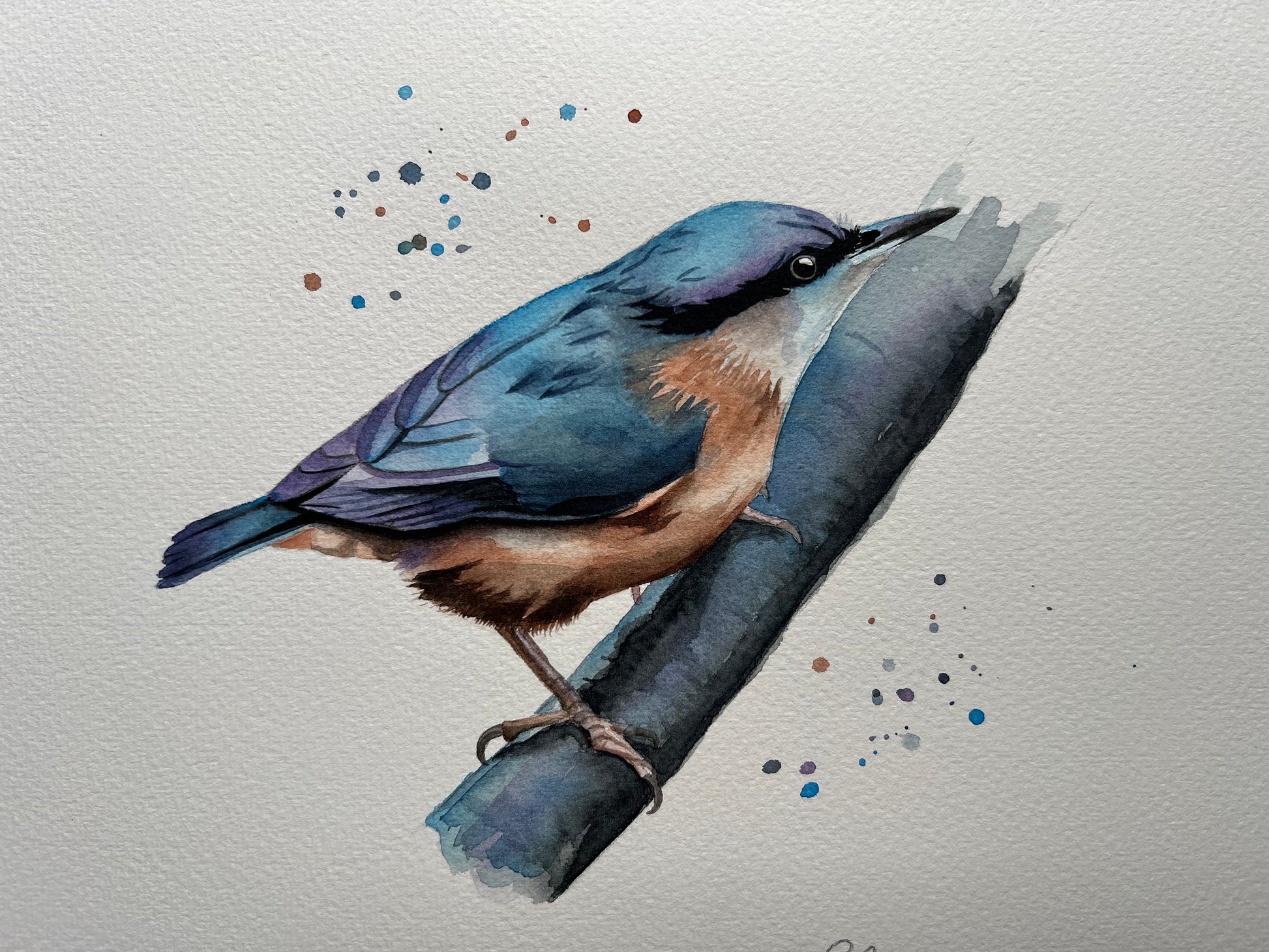 An original watercolour painting of a nuthatch bird