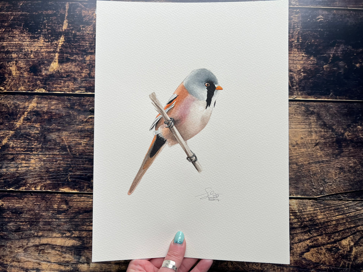 This is an A4 watercolour painting of a bearded reedling bird. 