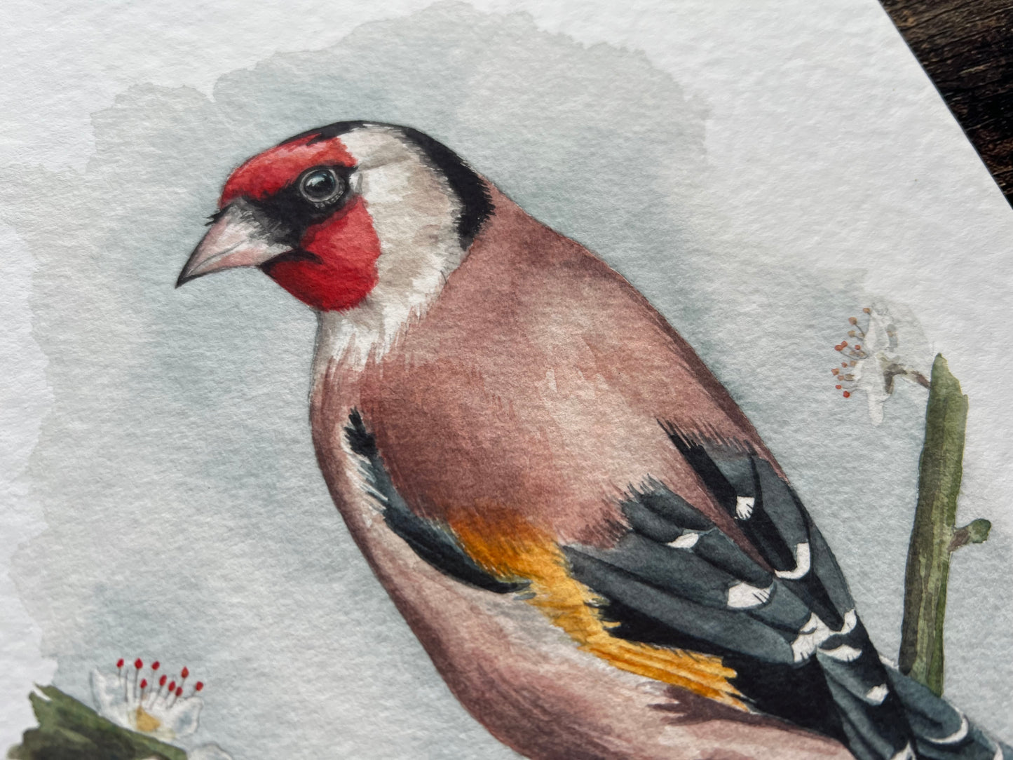 Goldfinch on blossom A4 print