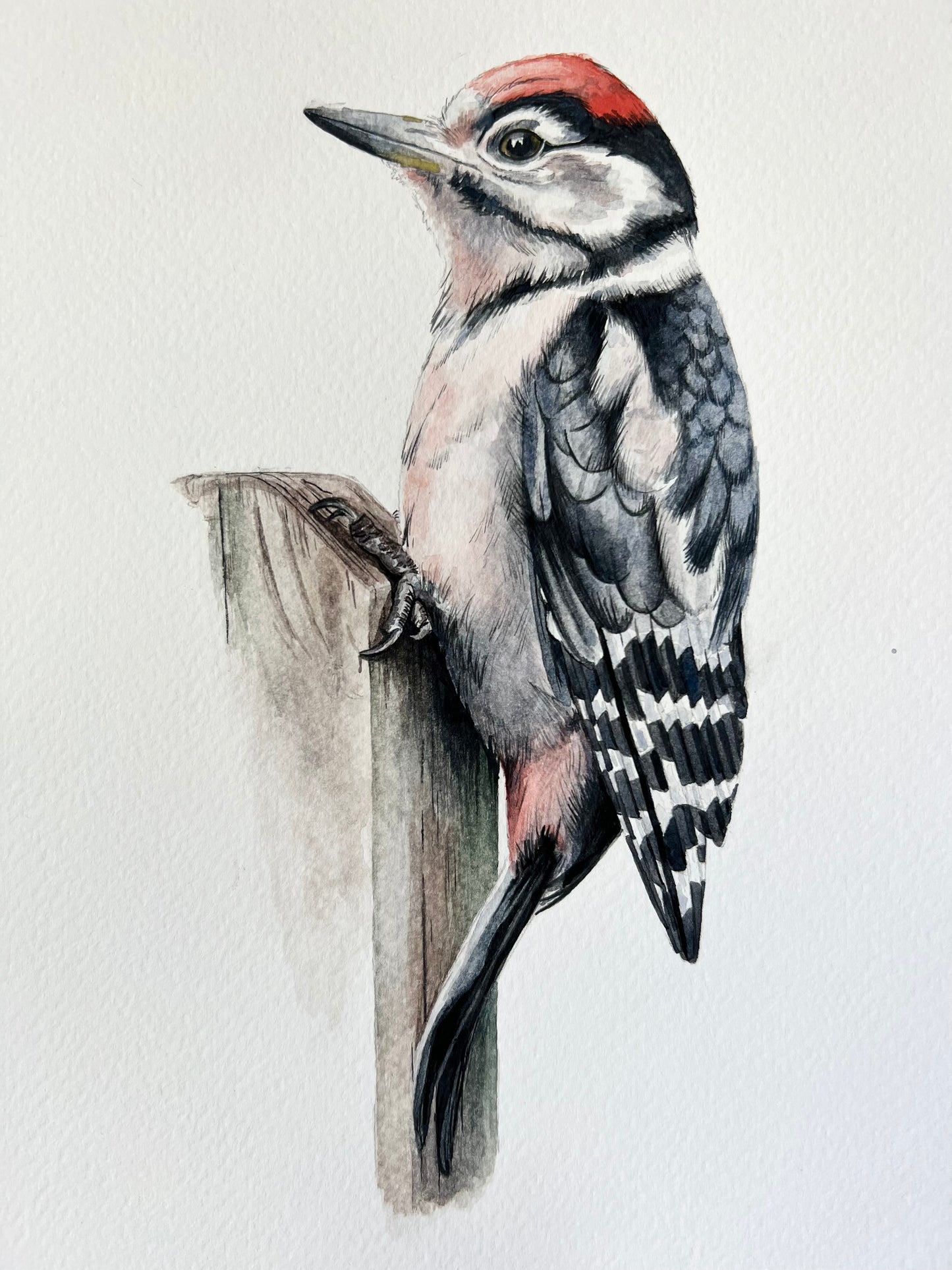 Great Spotted Woodpecker A4 print 2023