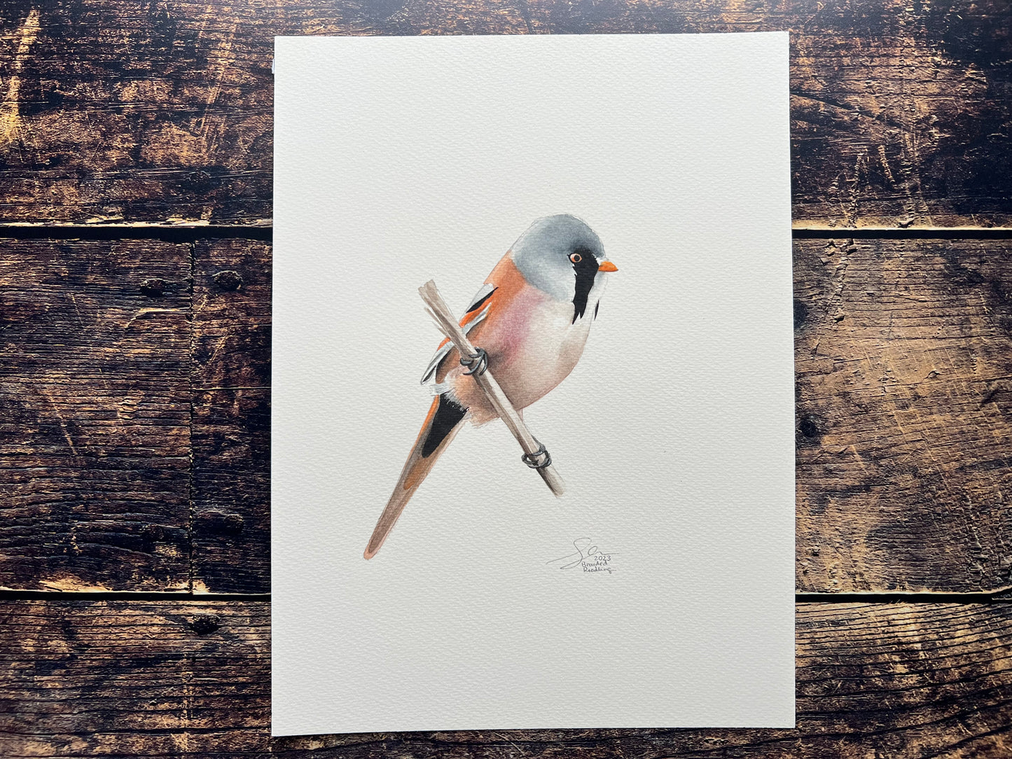 This is an A4 watercolour painting of a bearded reedling bird. 
