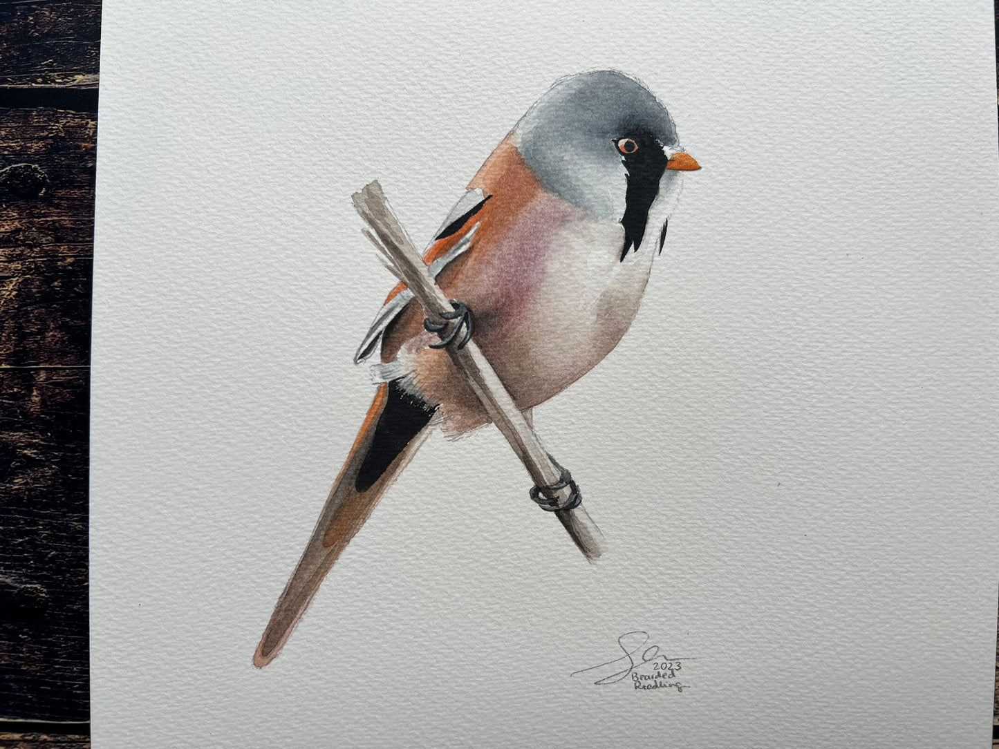 This is an A4 watercolour painting of a bearded reedling bird. 