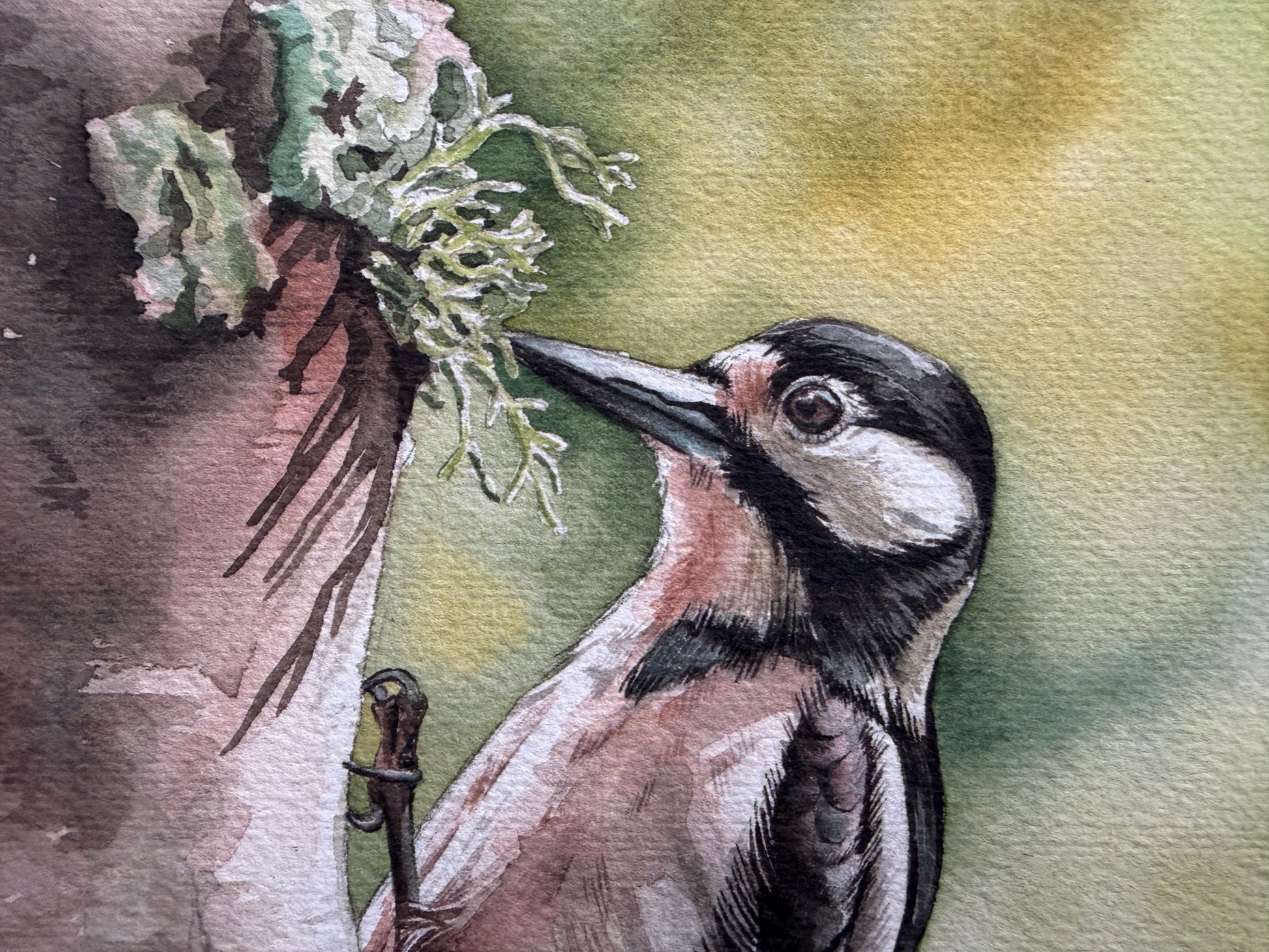 A watercolour print of a great spotted woodpecker holding onto a tree