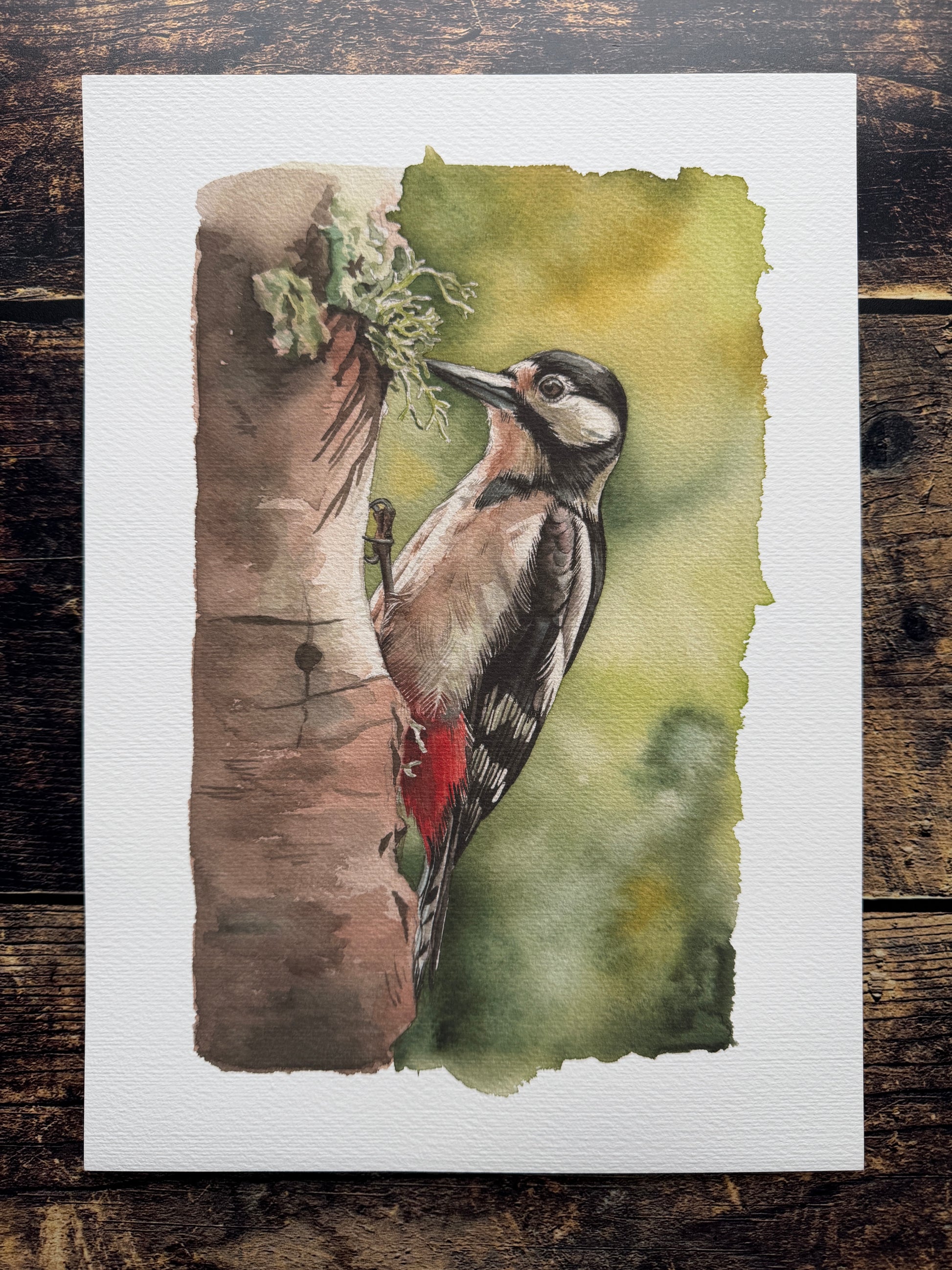 A watercolour print of a great spotted woodpecker holding onto a tree
