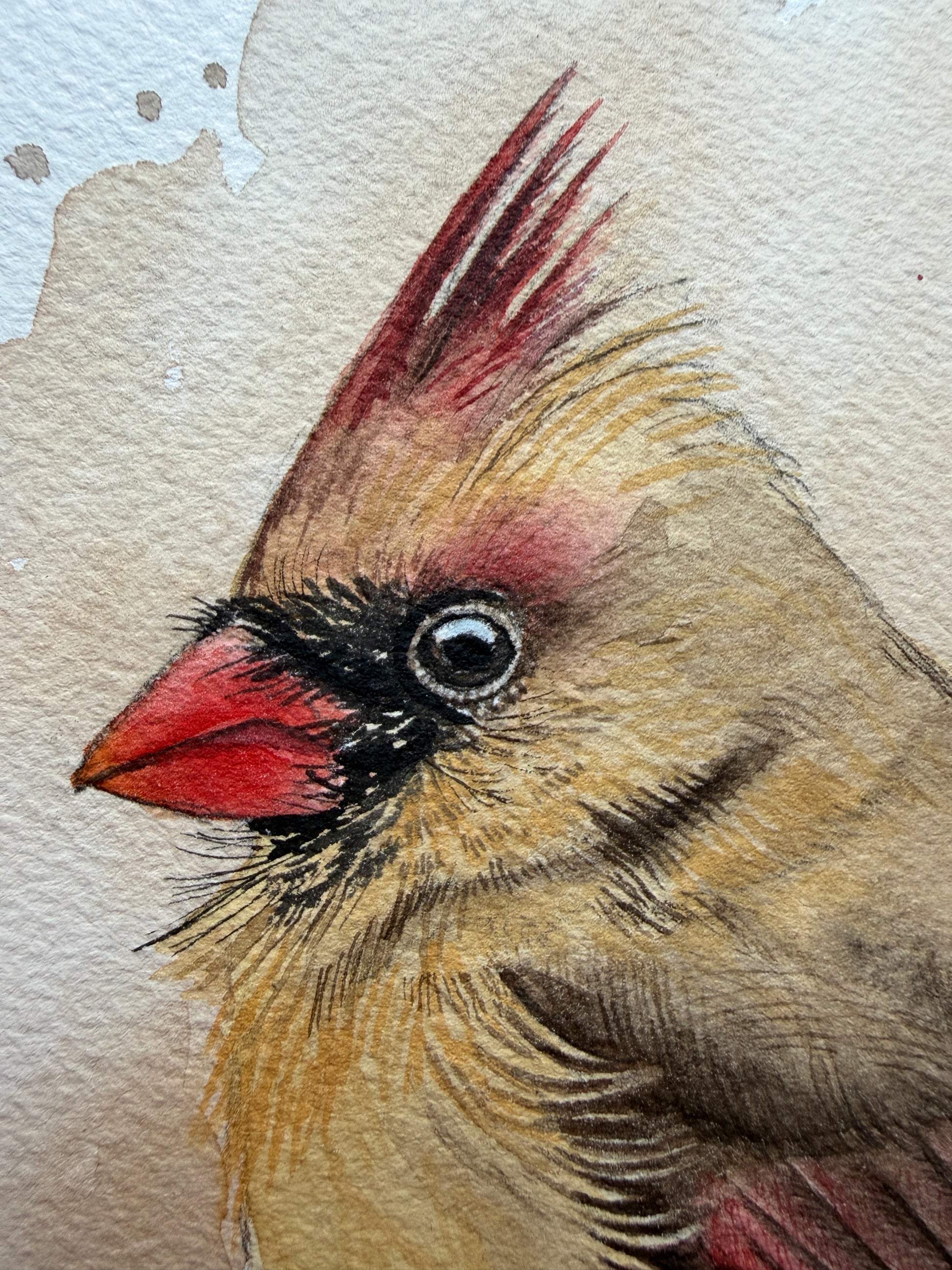 A photograph of a female northern cardinal watercolour print