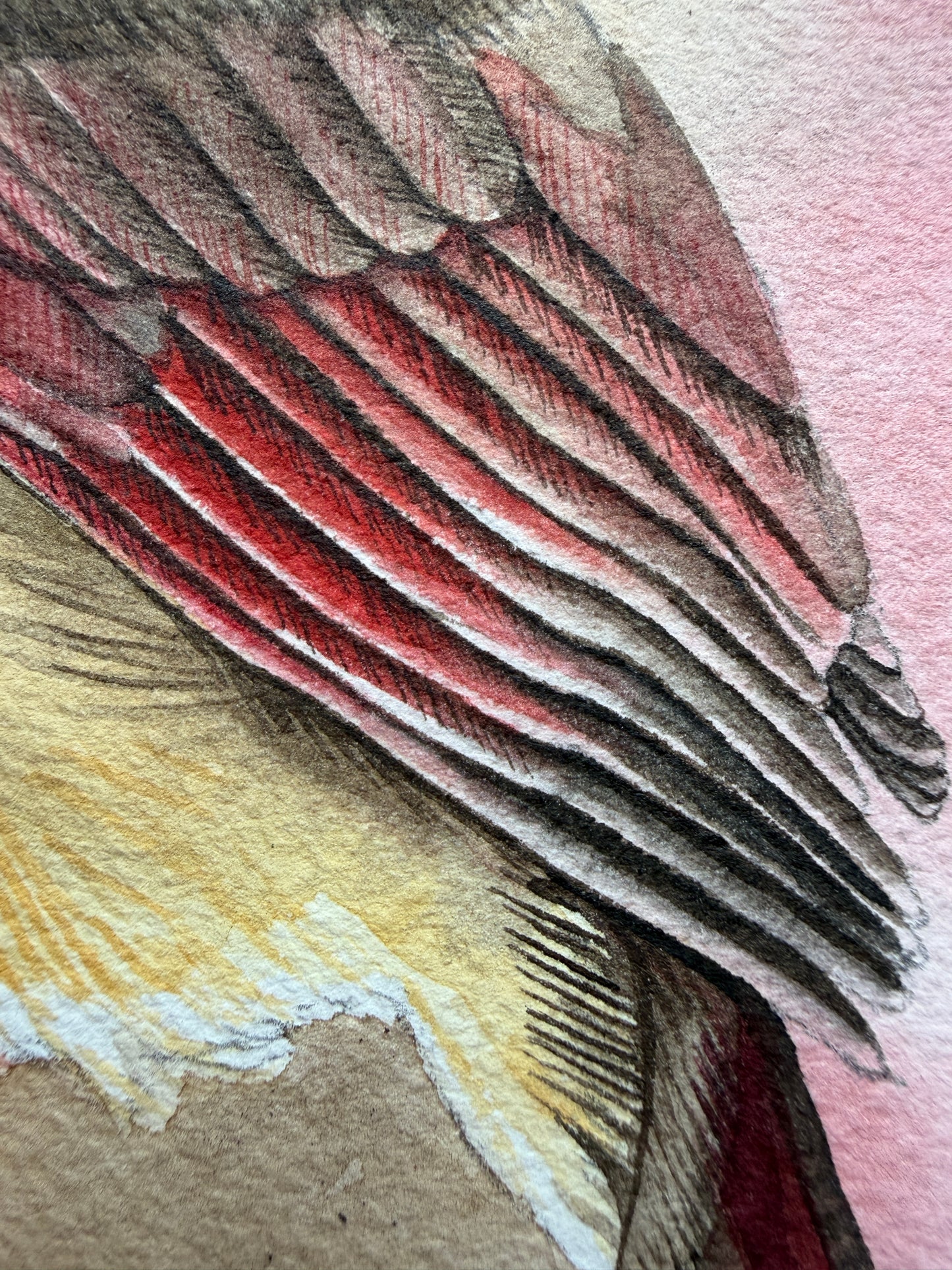 A photograph of a female northern cardinal watercolour print